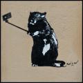 Graffiti-Ratte-mit-Handy