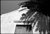 Haus-mit-Palmenschatten