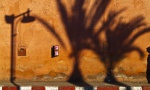 cropped-Palmenschatten-1-DSCF5747