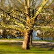 Baum-Park-Celle-DSCF5104