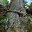 Baumwurzel-DSCF4985