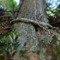 Baumwurzel-DSCF4985