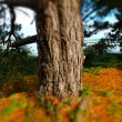 Maerchenkiefer-DSCF4982