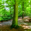 Wald-DSCF4541