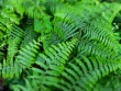 Wald-DSCF4556