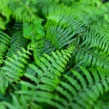 Wald-DSCF4556