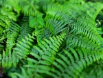 Wald-DSCF4556