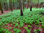 Wald-DSCF4560