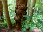 Wald-DSCF4565