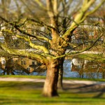 Baum-Park-Celle-DSCF5104