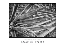 Agave_on_Stairs_Greece_Athens_Poster-web
