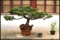 Bonsai-im-geplatzten-Topf-DSCF2091