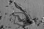 Strandspuren-7