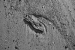 Strandspuren-8