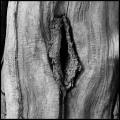 Baumstruktur-Vulva_DSCF2730