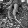 Baumwurzel-DSCF5074